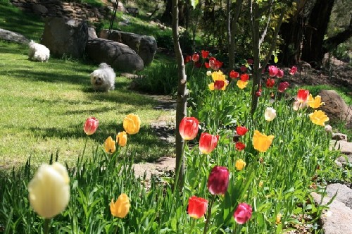 Garden in Bloom